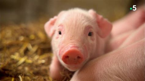 German zoophille avec cochon : Replay Des bébés chez les animaux - Petits cochons, petites chouettes - France 5