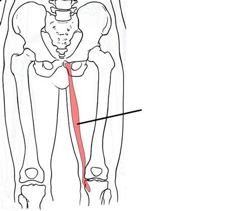 Hardly ever is adductor magnus a clinical consideration. Anatomy Hip Joint Muscles - ProProfs Quiz