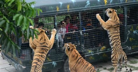 Parc safari isn't just a zoo. Shenzhen Safari Park