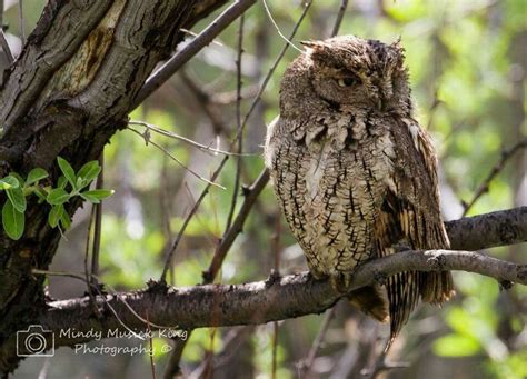 Get screech owl sounds from soundsnap, the leading sound library for unlimited sfx downloads. Eastern screech owl, Colorado (With images) | Eastern ...