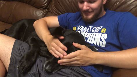 This can happen due to cut off circulation of blood flow to the paw. How to make your dog fall asleep INSTANTLY - YouTube