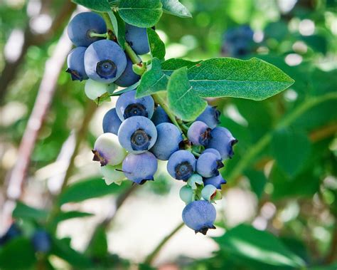 Most berries can carry allergenic properties. Photos | Sierra Cascade Blueberry Farm