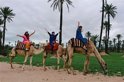 Photo of a camel in the thar desert. Marrakech camel ride price | best Marrakech camel trek ...