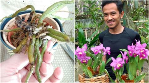 Sekiranya darah sukar mengalir ke zakar, ia juga menjadi petanda bahawa darah kurang disalurkan ke jantung yang akhirnya menyebabkan serangan sakit jantung. Cara Merawat Anggrek Sesuai Jenisnya. Termasuk ...