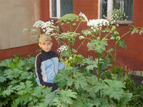 Однако есть и те, кто выращивает его специально, оценив его лекарственные свойства. Борщевик Сорняк Фото