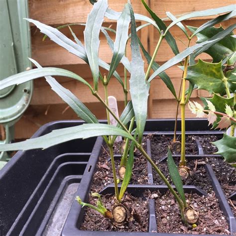 Alternatively, it will make a fine 'soft caress' is a lovely shape and doesn't get too big, the leaves are attractive and so is the way they grow around the stem. Mahonia eurybracteata subsp. ganpinensis 'Soft Caress ...