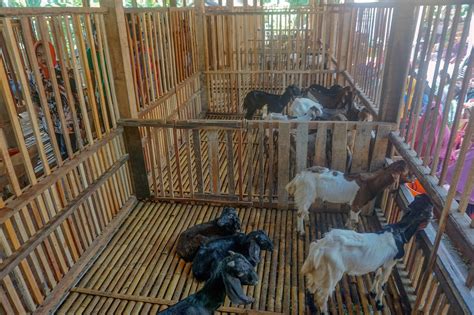 Kami spesialis pembuat kandang kambing dan kandang domba. Kambing Kejobong, Kekayaan Genetik Lokal untuk Kikis ...