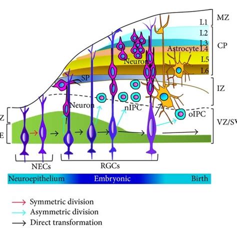 The schematic of adult neurogenesis and specific markers for specific ...