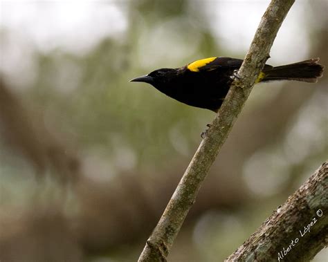 Enjoy our travel experiences and fly in style! Aves Endemicas de Puerto Rico Parte 1 - a gallery on Flickr