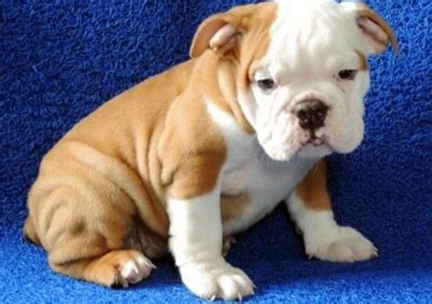 Places anaheim, california pet servicepet breeder french bulldog puppies los angeles. English Bulldog Puppies For Sale for Sale in Los Angeles ...