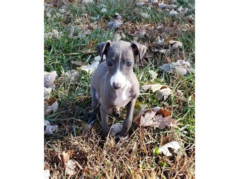 If you are a italian greyhound dog breeder in florida, usa trying to sell your italian greyhound puppy, puppyfidner.com is a great place to get the word out. 11 weeks old Purebred Italian Greyhound puppy in Louisville, Kentucky - Puppies for Sale Near Me
