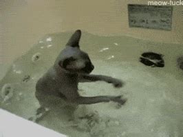 Bath time and toilet time cats set of 5. Cat In Bathtub GIFs - Find & Share on GIPHY