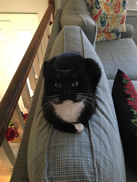 Dec 14, 2018 · how to make your couch taller. Left my loaf to rise on the couch : Catloaf