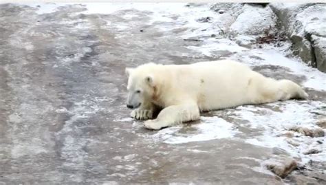 Ranuan eläinpuistossa syntynyt jääkarhunpentu voi hyvin - vankeudessa ...