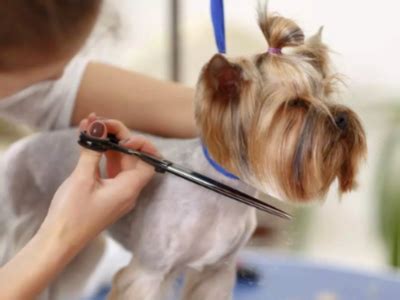 Pet Salon Near Me Baldwin FL | All My Furry Friends