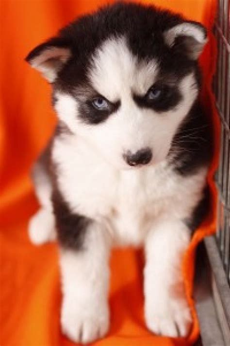 If a dog is not listed on our website, they are either already adopted or are not available for adoption at this time. AKC Husky Puppies for Adoption Offer €350