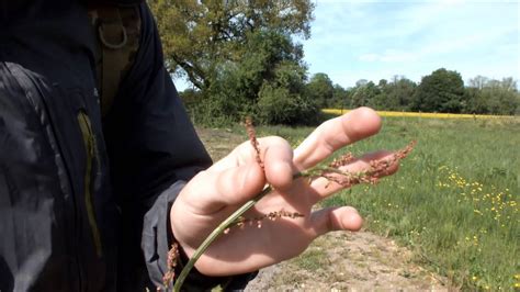 They vary in size and color and offer attractive blooms in a range of colors and sizes. How to identify wild edibles -- Sheep Sorrel - YouTube