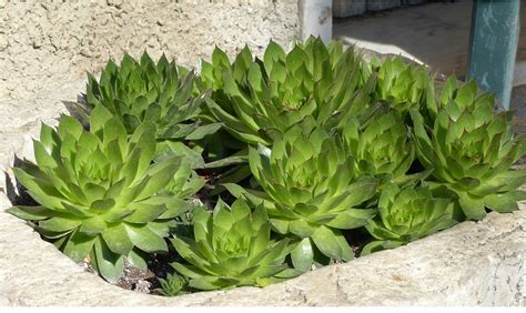 Come abbellire il tuo balcone? Piante da balcone resistenti al freddo e al caldo - CASAfacile