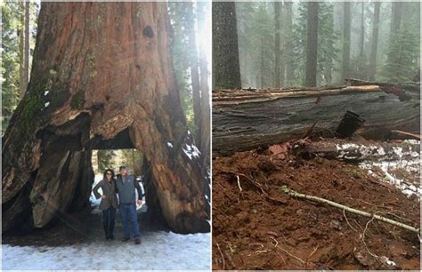 This giant sequoia (one of the first discovered of it's kind) touched the lives of millions of people from all. Maltempo in California: crolla il Pioneer Cabin Tree ...