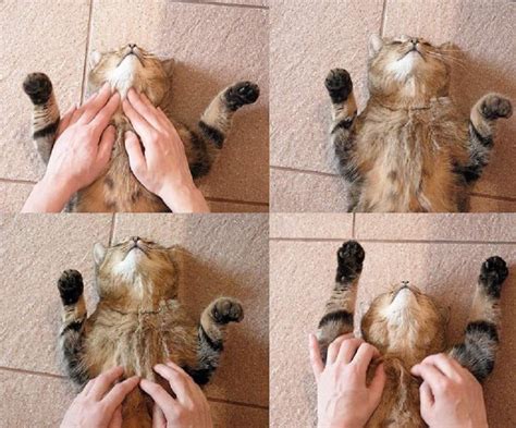 Кошачий массаж