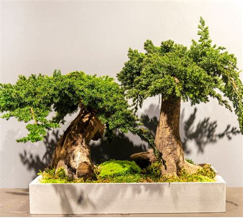 Amazon.com has a wide selection at great prices to help with your diy and home improvement projects. Bonsai junípero 25 cm tronco doble - Jardinería Diego