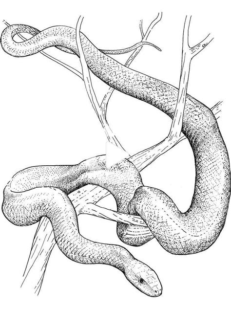 You might also be interested in coloring pages from mamba snake, realistic snakes categories. Snake Coloring Pages Free. A snake is one of the reptiles ...