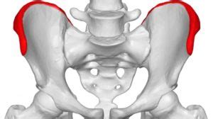 The many muscles of the hip provide movement, strength, and stability to the hip joint and the bones of the hip and thigh. Ilium Pain - Causes & Treatment Options for Iliac Crest Pain