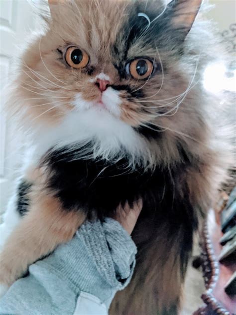Find persian in cats & kittens for rehoming | 🐱 find cats and kittens locally for sale or adoption in ontario : Adult Female Persian Cat for Adoption in Raymore, Missouri
