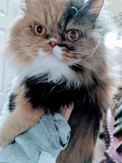 Your veterinarian will be able to spot problems, and will work with you to set up a preventive regimen that. Adult Female Persian Cat for Adoption in Raymore, Missouri
