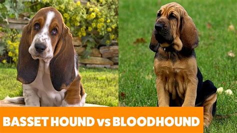 If you've ever brought a new puppy home, you know how much fun it can be. Basset Hound vs Bloodhound - Dog Guide | Funny Pet Videos ...