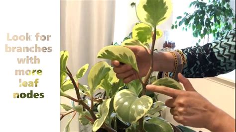 Not only are they forgiving plants that tolerate some benign neglect, but the spectacular variety of colors and textures available. 3 Easy Ways of Propagating Peperomia Obtusifolia - YouTube