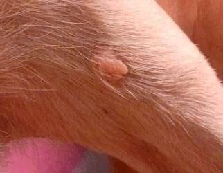 Most pet owners will first notice a sebaceous cyst when they discover a raised bump on their dog's skin. Benign Sebaceous Gland Tumors | Urban Animal Veterinary ...