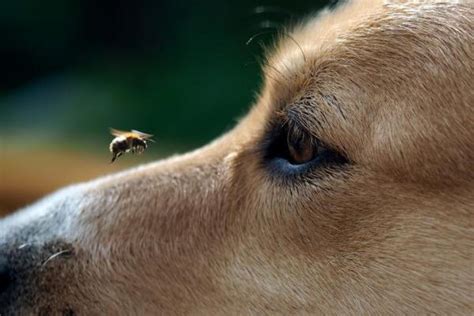 Shock anafilattico nel cane: Sintomi e trattamento