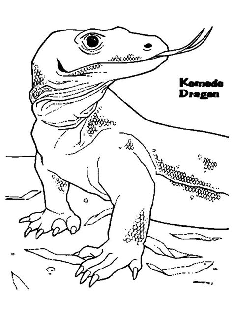 Having done to color, it is the time to display the artwork. Komodo Dragon Coloring Page at GetColorings.com | Free ...