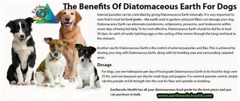 I put a pinch of diatomaceous earth (swimming pool filter also put some in drinking water. Pin by Sheri Dennison Cassino on Dog Kennel & Cat House ...