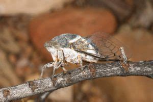 It has become a popular staple among stay in touch. Cacama - Cicada Mania