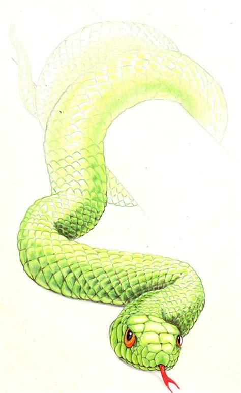 Professional quality coloured pencils have come a long way in recent years and are now considered a fine art medium. Pencil Five Head Snake Drawing - Snake Drawing