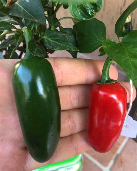 You can have an example that really isn't spicy, while one with 5x the scoville rating is decidedly on the other side of the spicy line. I'm on a quest to breed the world's spiciest jalapeño to ...