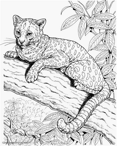 Surprising leopard coloring pages printable with download free. Cheetah Coloring Pages - ColoringBay