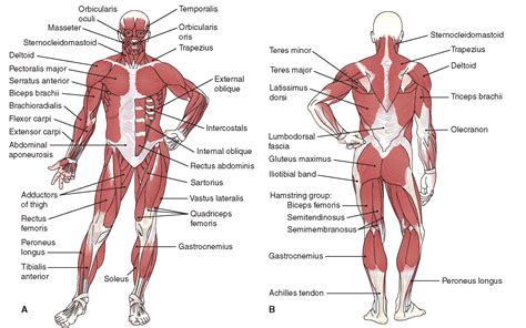 They allow you to swing your arms and legs in many different directions. Muscular System - Ms. House's Classroom Website