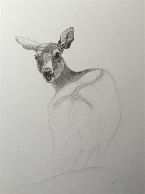 Pencil drawing - Japanese deer on Behance