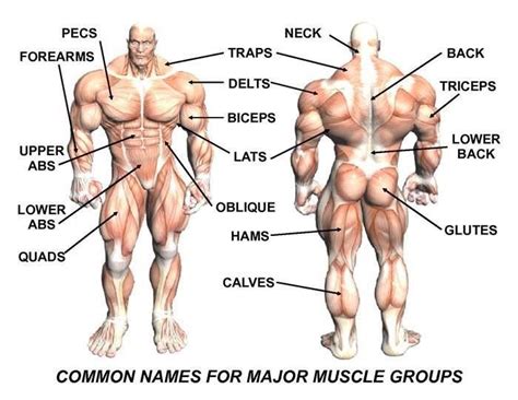 The muscles of the upper arm are responsible for the flexion and extension of the forearm at the elbow joint. Common muscle names | Muscle groups to workout, Muscle ...