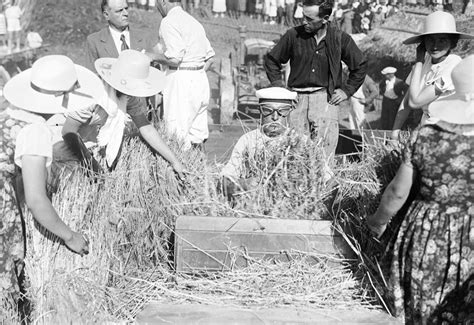 (benito mussolini a una spiga di grano alta cinque metri che sta tentando di ucciderlo). La battaglia del grano di Mussolini: le foto di Armando ...