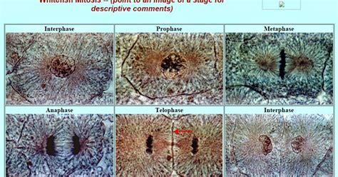 Of the two homologous pairs of chromosomes, one contains longer, metacentric arms and the other, shorter, submetacentric arms. Biology: Whitefish Mitosis Pictures