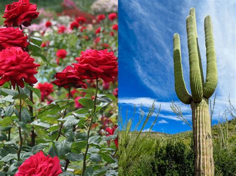 Check on the soil periodically, allowing it to dry out completely before administering another watering. The Story of a Red Rose and a Cactus | World of Succulents