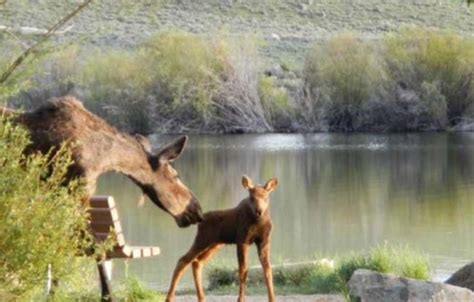 21 $$ moderate hotels, campgrounds, rv parks. Log Cabin Motel Pinedale WY | Pinedale, Wyoming Bed and ...