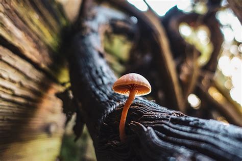 Pilze schaden dem baum, denn sie bauen die stämme, äste und stümpfe des baumes ab. pilz-baumstamm | Cornel Schwarz