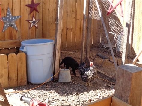 Moreover, you need to take a look over the rest of my coop plans and projects here. Thrifty Mom In Boise: New Chicken Coop Improvements