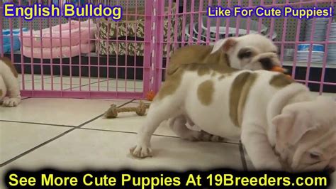 Adopt a dog in auburn, alabama. English Bulldog, Puppies, Dogs, For Sale, In Montgomery ...