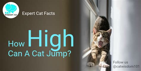 Can cats jump over a baby gate? Tag: how high can a cat jump | Cat Wisdom 101: Everything ...